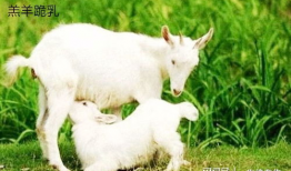 小羊吃瓜最新事件爆料,揭秘背后惊人真相